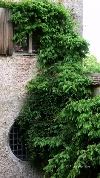 Bois des Moutiers (12) Juin 2012